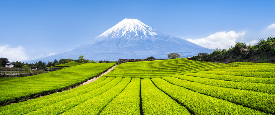 Green,Tea,Plantation,Near,Mount,Fuji,,Shizuoka,Prefecture,,Japan