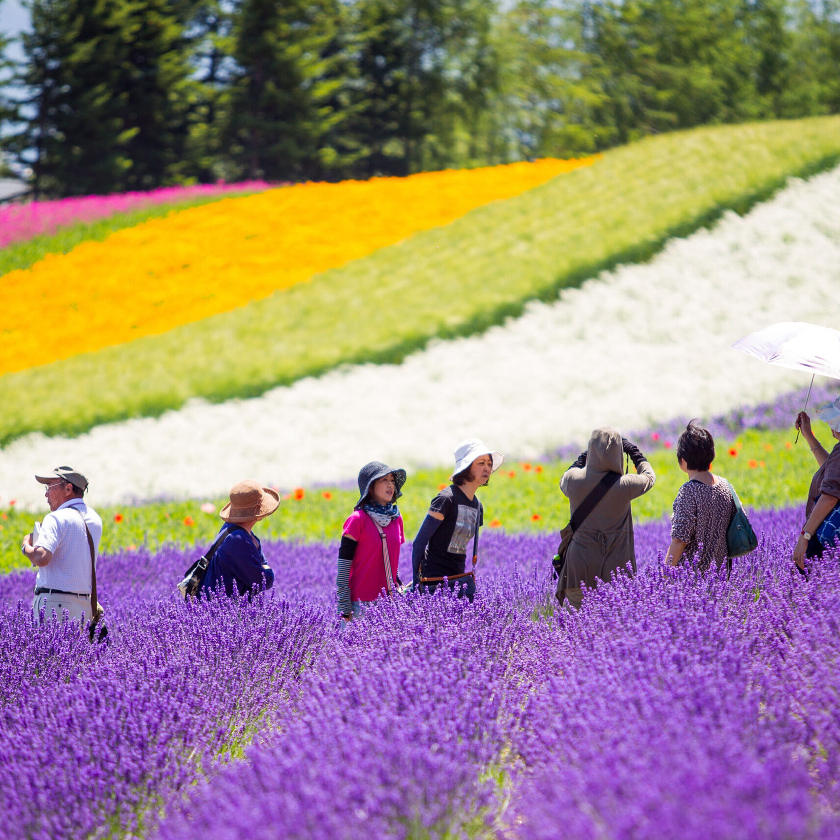 HOKKAIDO, JAPAN-JUL 17 : The landscape of flower garden in Hokkaido while a group of tourist enjoying with photography on Jul 17, 2015.